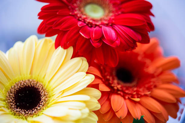 gerbera flowers close-up, floral background
