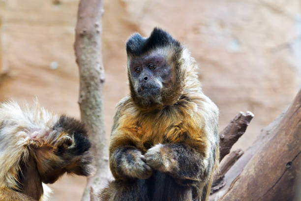 istock The tufted capuchin, also known as brown capuchin, black-capped capuchin, or pin monkey. 1208113696