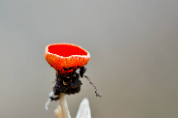All kinds of mushrooms growing in the wild