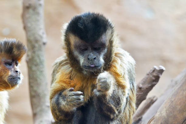 istock The tufted capuchin, also known as brown capuchin, black-capped capuchin, or pin monkey. 1208114173