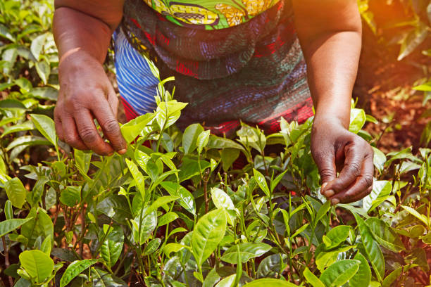 istock Woman harvesting tea leaves 1208114954