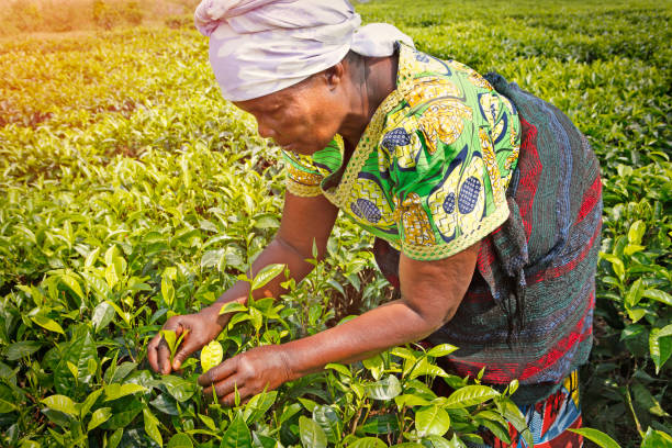 istock Woman harvesting tea leaves 1208114955