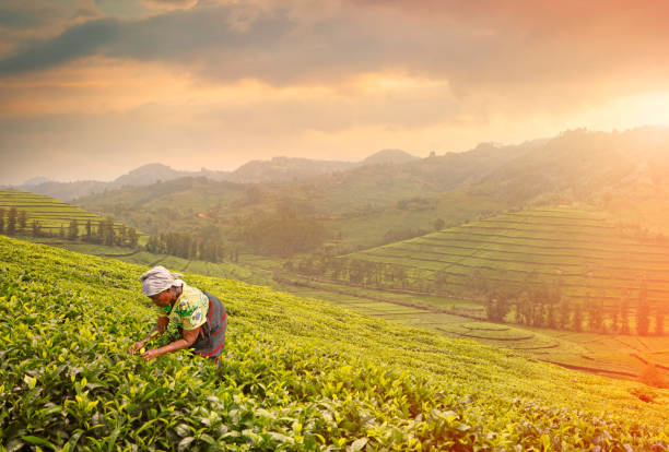 Woman harvesting tea leaves Local old woman picking fresh tea leaves on the plantation in sunset light rwanda stock pictures, royalty-free photos & images