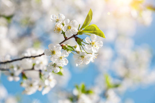istock Spring nature background of blooming cherry branches and blue sky 1208115085