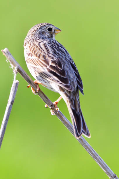 istock Corn bunting (Emberiza calandra) resting on a branch in its habitat 1208115542
