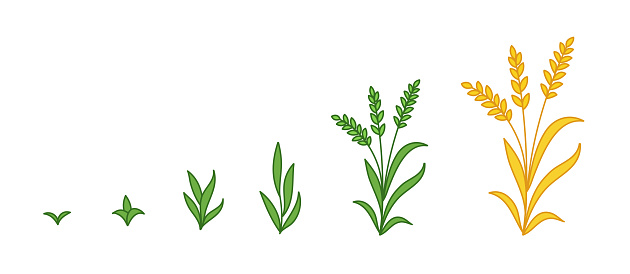 Grain rye plant growth stages. Wheat cereal development. Harvest animation progression. Agriculture ripening period vector infographic clipart.