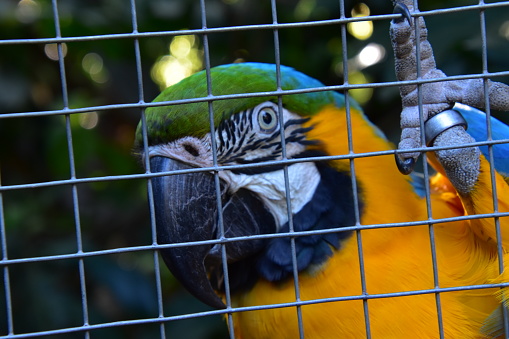 Parrot in cage