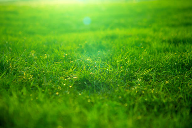 istock Spring fresh bright green grass at sunset on a warm sunny day. Green grass background texture. Element of design. 1208116776