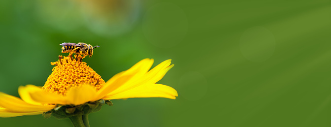 Banner. Bee. Close-up of a large striped bee sitting on a yellow flower and collects nectar on a sunny summer day, right blank space for text