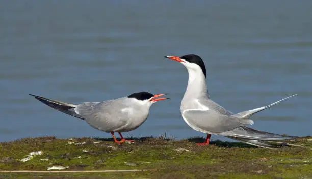 Common Tern (Sterna hirundo) pair standing in tern colony in het Wagejot on Wadden Isle Texel in the Netherlands.