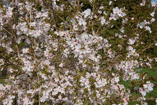Prunus 'The Bride' is a Deciduous Tree with White Blossom and native to Japan.