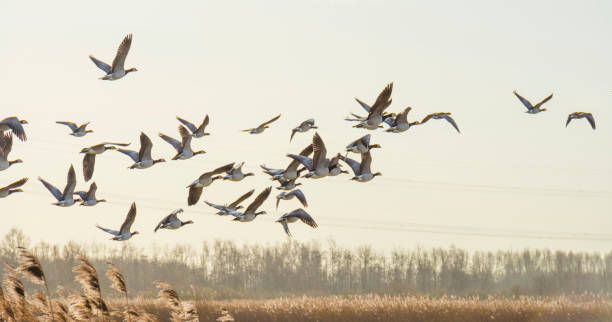 Flock of geese flying in formation in the sky of a natural park in winter stock photo