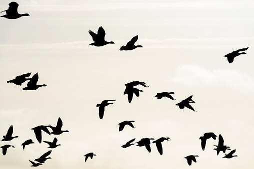 Flock of geese flying in formation in the sky of a natural park in winter , Oostvaardersplassen, Almere, Flevoland, The Netherlands, Februari 21, 2020