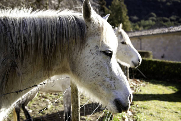 istock Horse in meadow 1208119803