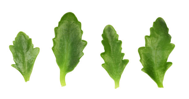 Set of green leaves of calanchoe Set of green leaves of calanchoe isolated on white calanchoe stock pictures, royalty-free photos & images