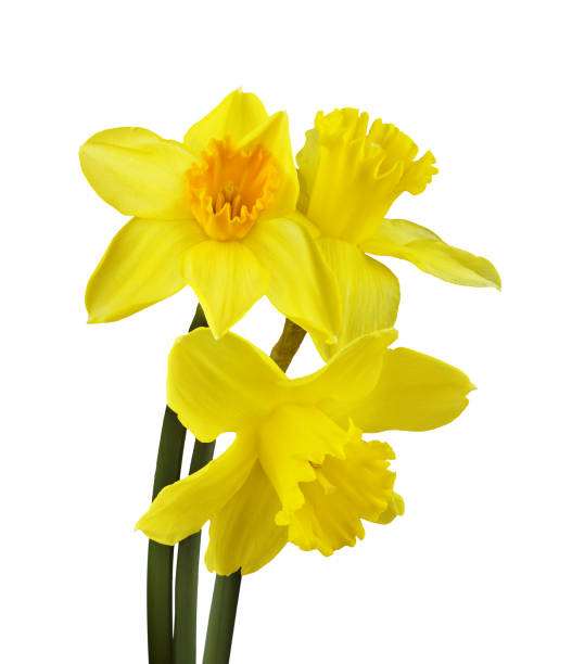 fleurs jaunes de narcisse dans un bouquet - daffodil flower isolated cut out photos et images de collection