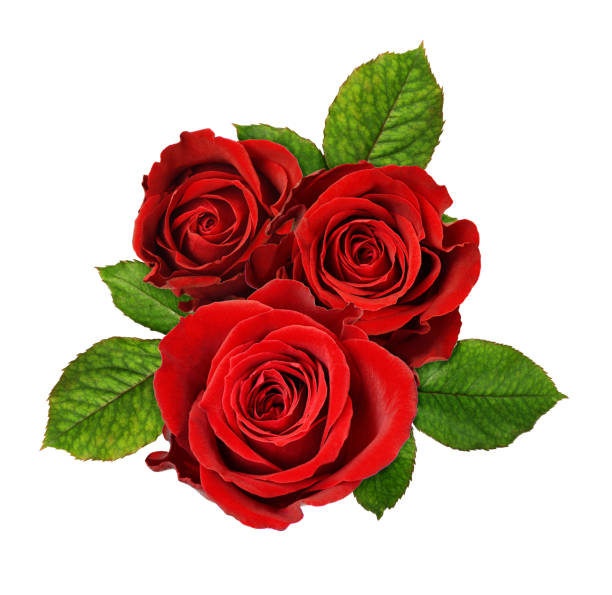istock Red rose flowers in a floral arrangement 1208121289