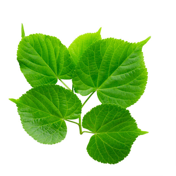 istock Green linden leaf isolated on white background. 1208121342