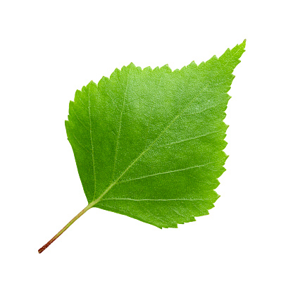 Green birch leaf isolated on white background. File contains clip.