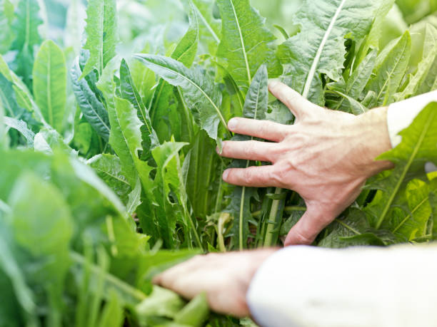 istock Farmer in his vegetable garden 1208121388
