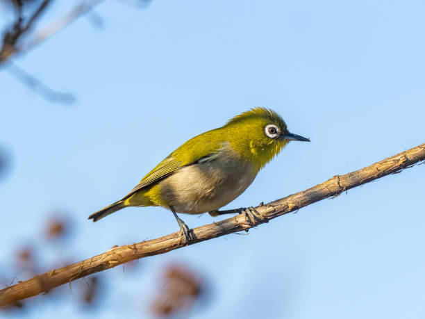 istock Japanese white-eye perched in a tree 6 1208122027