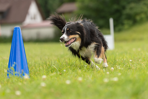 Fast Border Collie perro corre alrededor de un cono photo