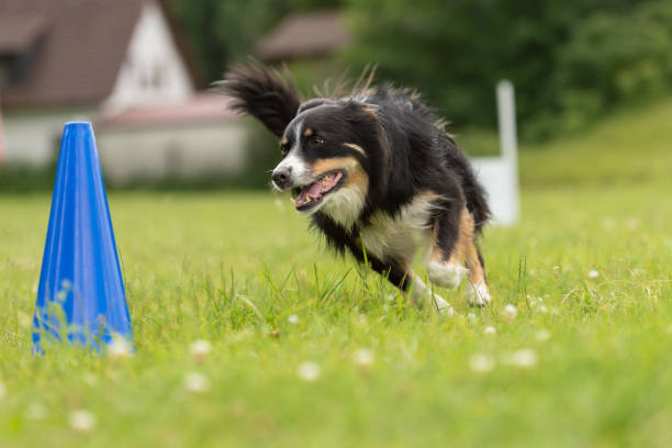 istock Fast Border Collie dog runs around a cone 1208122204