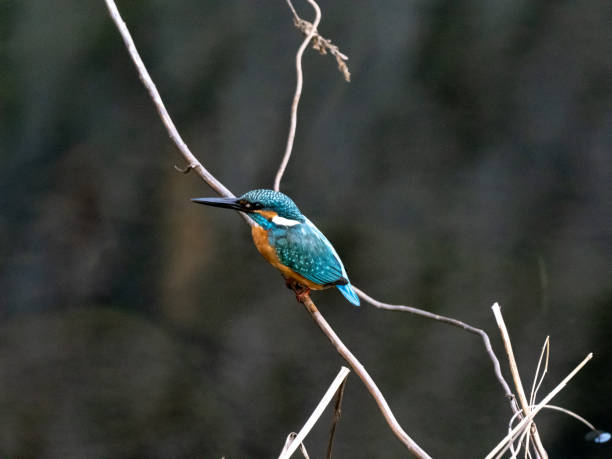 istock colorful kingfisher perched in a tree 18 1208122298