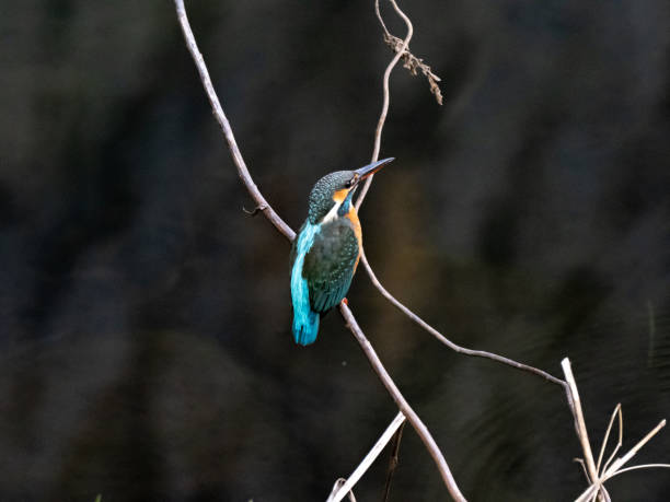 istock colorful kingfisher perched in a tree 19 1208122310