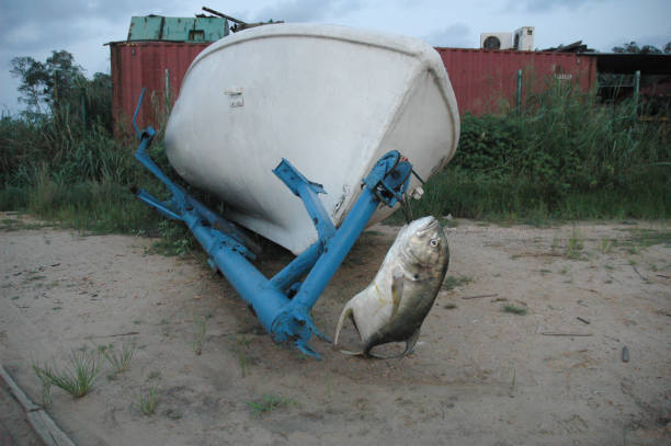 fischerboot an der sandküste mit frischem fisch vor dem boot hängen. - pointe noire stock-fotos und bilder