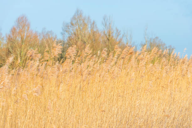 istock Bare deciduous trees along reed below a blue sky in a natural park in winter 1208123742