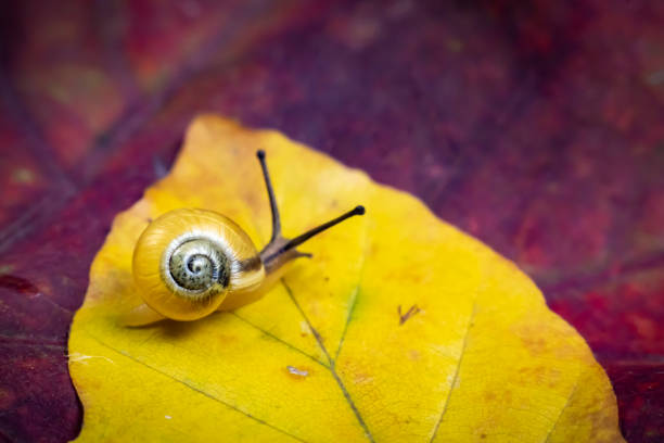 istock a small yellow snail on the autumn leaf. macro 1208124244