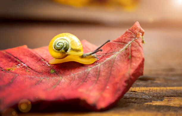 istock a small yellow snail on the autumn leaf. macro 1208124262