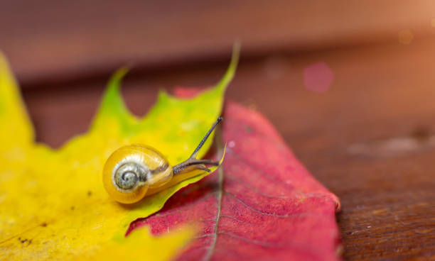 istock a small yellow snail on the autumn leaf. macro 1208124975
