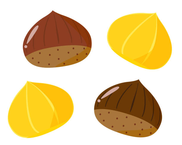 ilustrações de stock, clip art, desenhos animados e ícones de chestnut vector illustration, autumn taste - chestnut