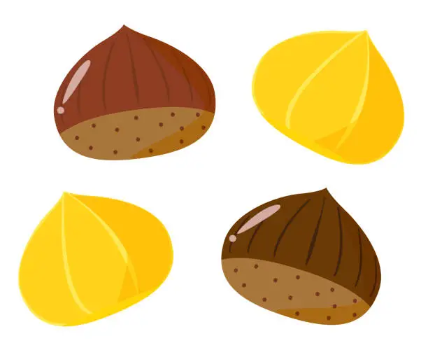 Vector illustration of Chestnut vector illustration, autumn taste