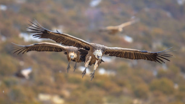 istock Griffon vultures flying in mist 1208125644