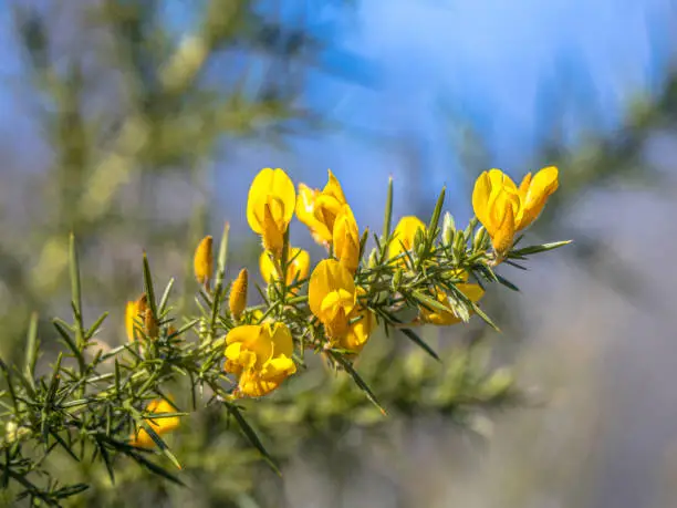 Close up of Common Gorse (Ulex europaeus) blooming with yelow flowers in spring. This plant is native to Europe but an invasive species in new zealand, australia, chile and the united states.