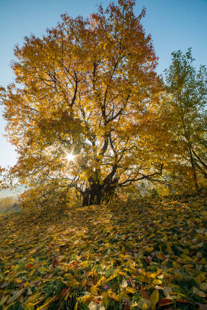 istock autumn tree in the sunshine 1208126502