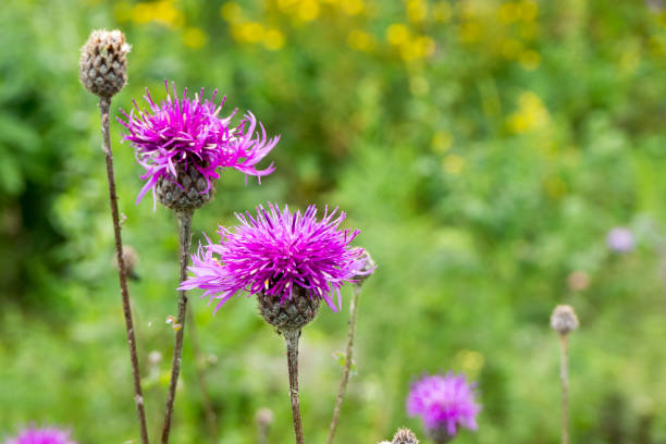 istock Wild violet flower on a green meadow. Summer landscape. 1208126668