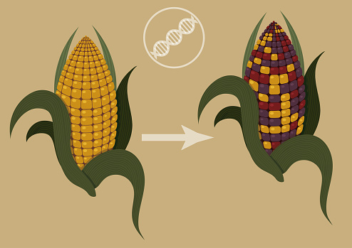 There are two corn cob in illustration one is normal yellow one and another has colored kernels