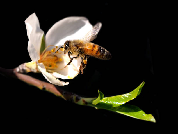 istock Bee in flight over white almond blossom 1208126753