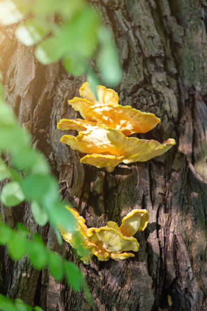 istock bright yellow mushrooms that grow on a tree 1208128302
