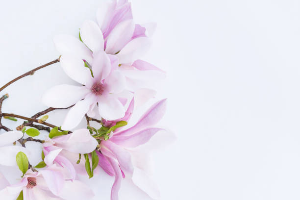 istock Beautiful floral background with magnolia flowers 1208132102