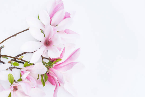 istock Beautiful twig with pink magnolia flowers 1208132235