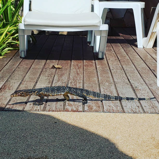 a reptile on a wooden ground