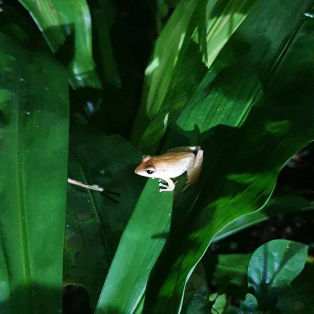 istock a frog is sitting on a plant 1208134301