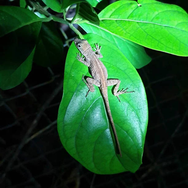 istock a reptile on a plant 1208134311