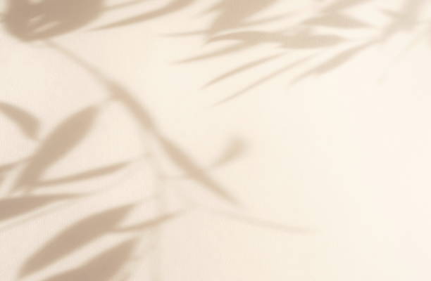 hojas naturales abstractas sombras de fondo sobre textura de pared de color beige. espacio de copia. tarjeta floral - sombra fotografías e imágenes de stock