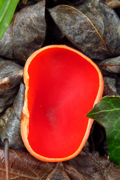 Spores, hyalint, translucent, lipid droplets, asci, microscopic features, saprobic species, Sarcoscypha coccinea, decaying, woody material, Sarcoscypha sp., coccinea, scarlet elf cup, scarlet elf cap, scarlet cup, fungus, family Sarcoscyphaceae, order Pezizales, Sarcoscypha occidentalis, Sarcoscypha austriaca, and Sarcoscypha dudleyi, Helvella coccinea, saucer shaped, cup shaped, funghi, fungus, mushroom, fungi, red fungus, red mushroomwod, wet grd, forest, moist soil seta roja taza de elfo escarlata (sarcoscypha sp.) hongos rojos sarcoscypha coccinea o gorra de elfo escarlata, taza escarlata, hongo en la familia sarcoscyphaceae, pedir pezizales ex helvella coccinea, platillo o taza en forma de funghus funghus